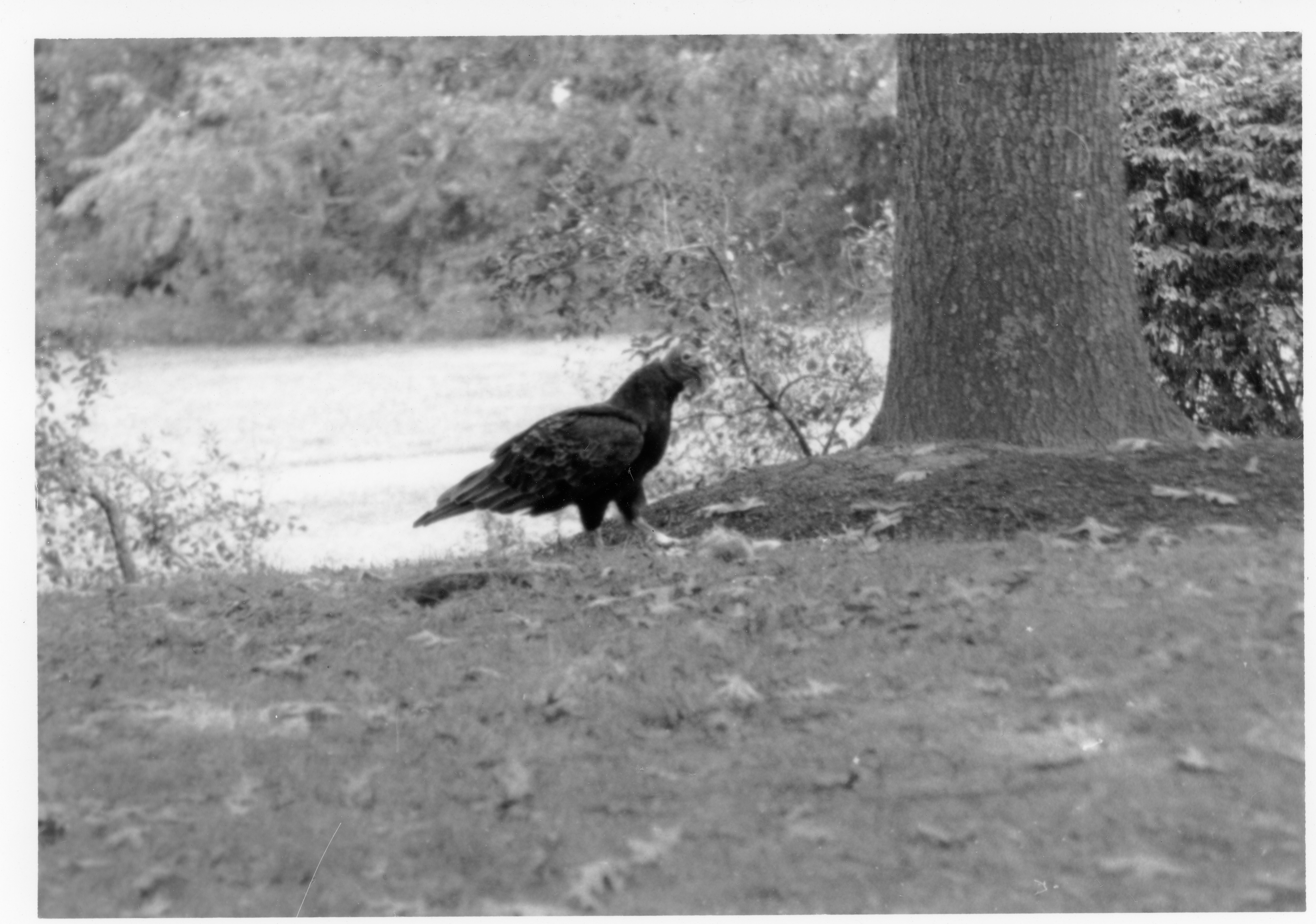 Mr. Turkey Vulture